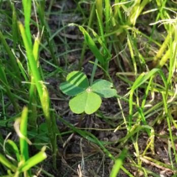 برو به انتشارات شبدری در تیمارستان ☘️