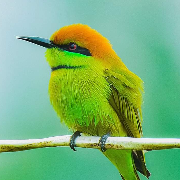 برو به انتشارات پرندگان زیبا