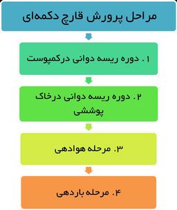 اموزش پرورش قارچ دکمه ای