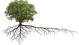 استخدام‌های اولیه؛ ریشه‌ای که سرنوشت درخت سازمان را تعیین می‌کند