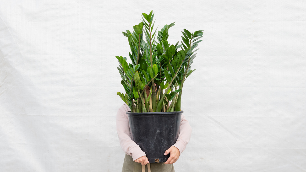 رشد سریع زاموفیلیا