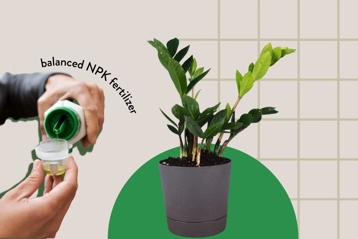 کود مخصوص زاموفیلیا