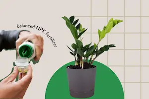 کود مخصوص زاموفیلیا و روش اصولی تقویت ساقه و پاجوش‌ گیاه