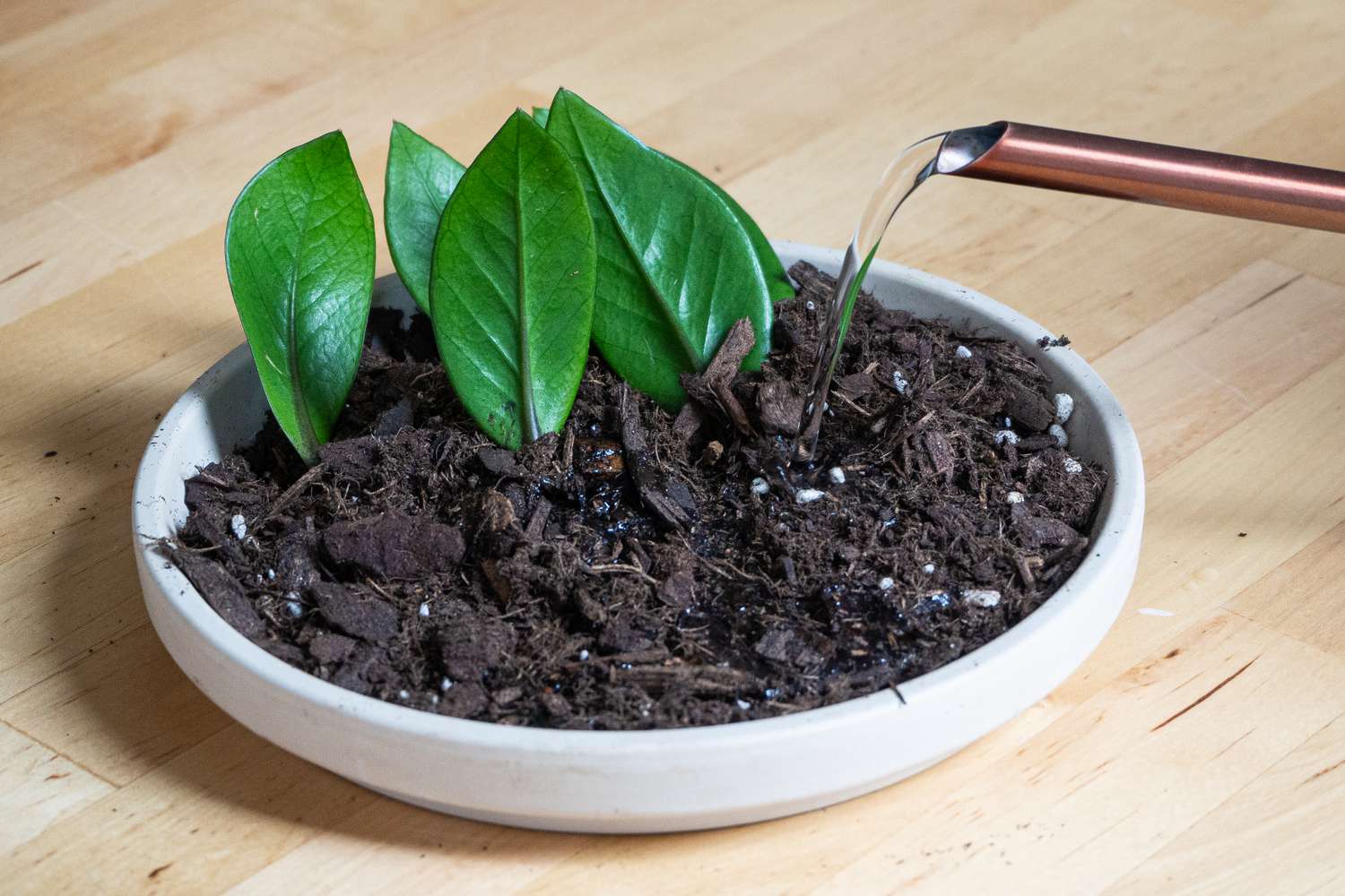 روش تکثیر زاموفیلیا