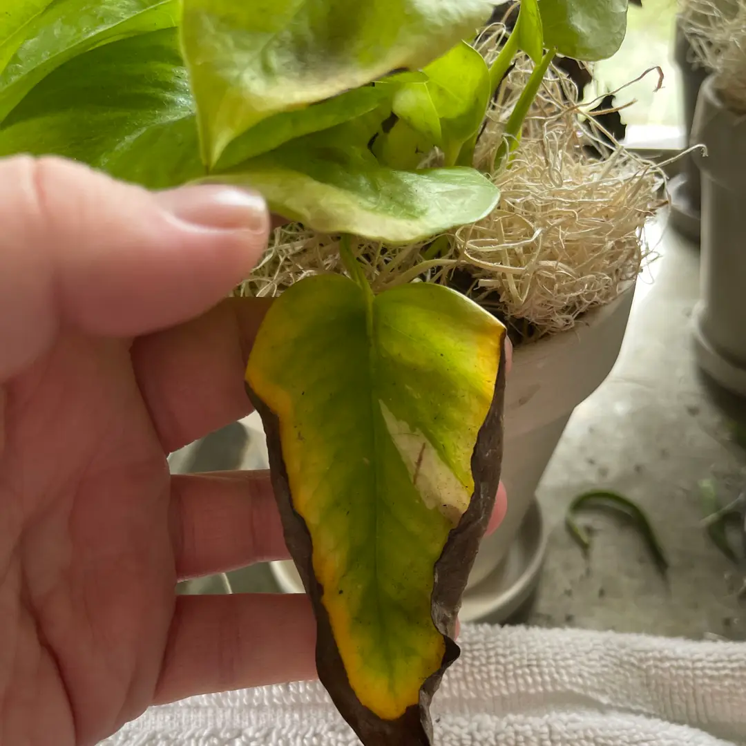 علت زرد شدن پتوس