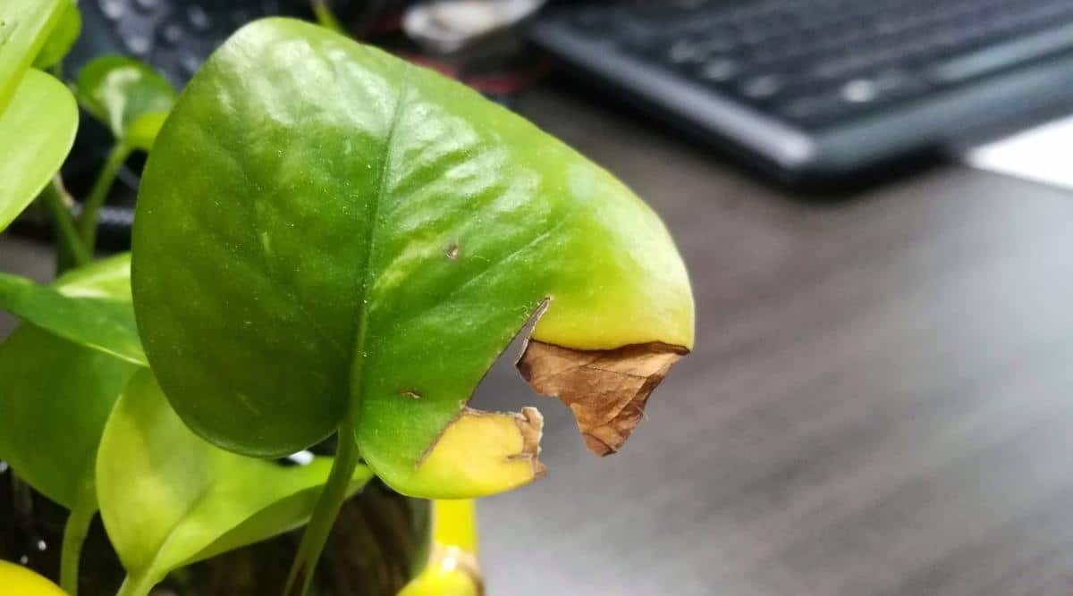 آموزش درمان علت زرد شدن برگ پتوس