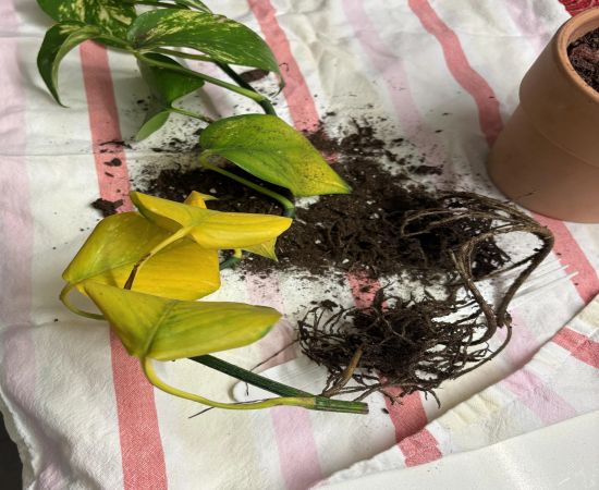 پیشگیری از زرد شدن برگ پتوس