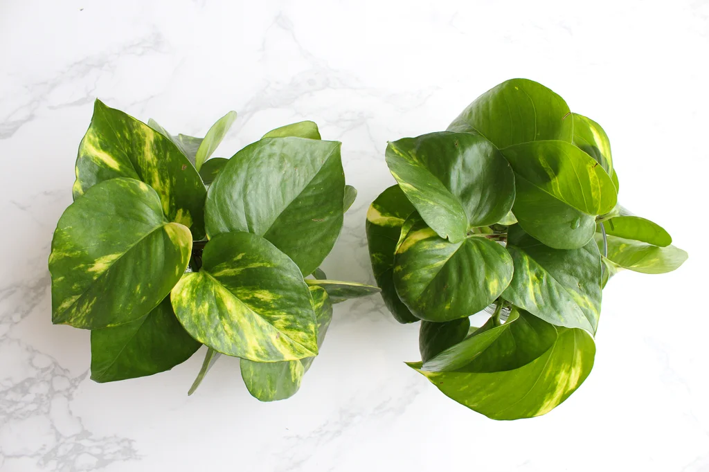 پهن شدن برگ پتوس