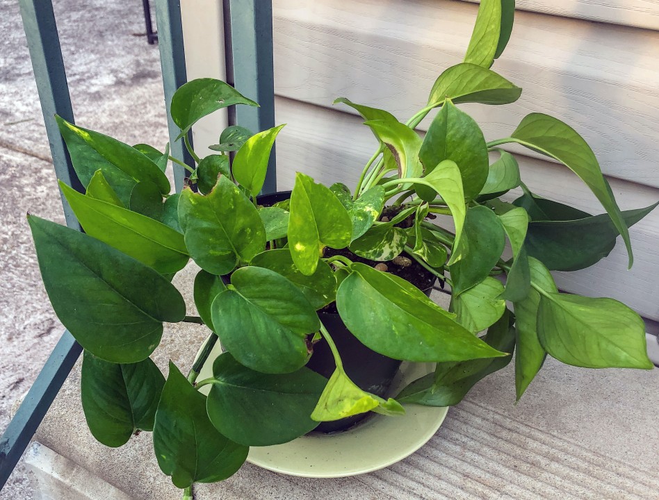 علت کوچک شدن برگ پتوس