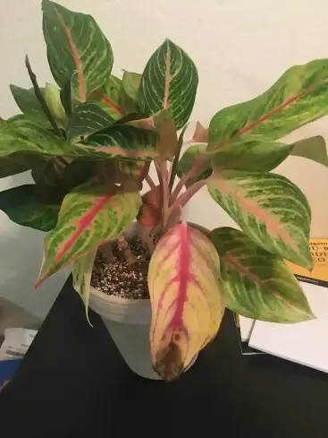 قهوه ای شدن برگ آگلونما