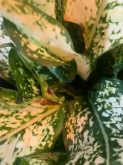 سوختن نوک برگ آگلونما