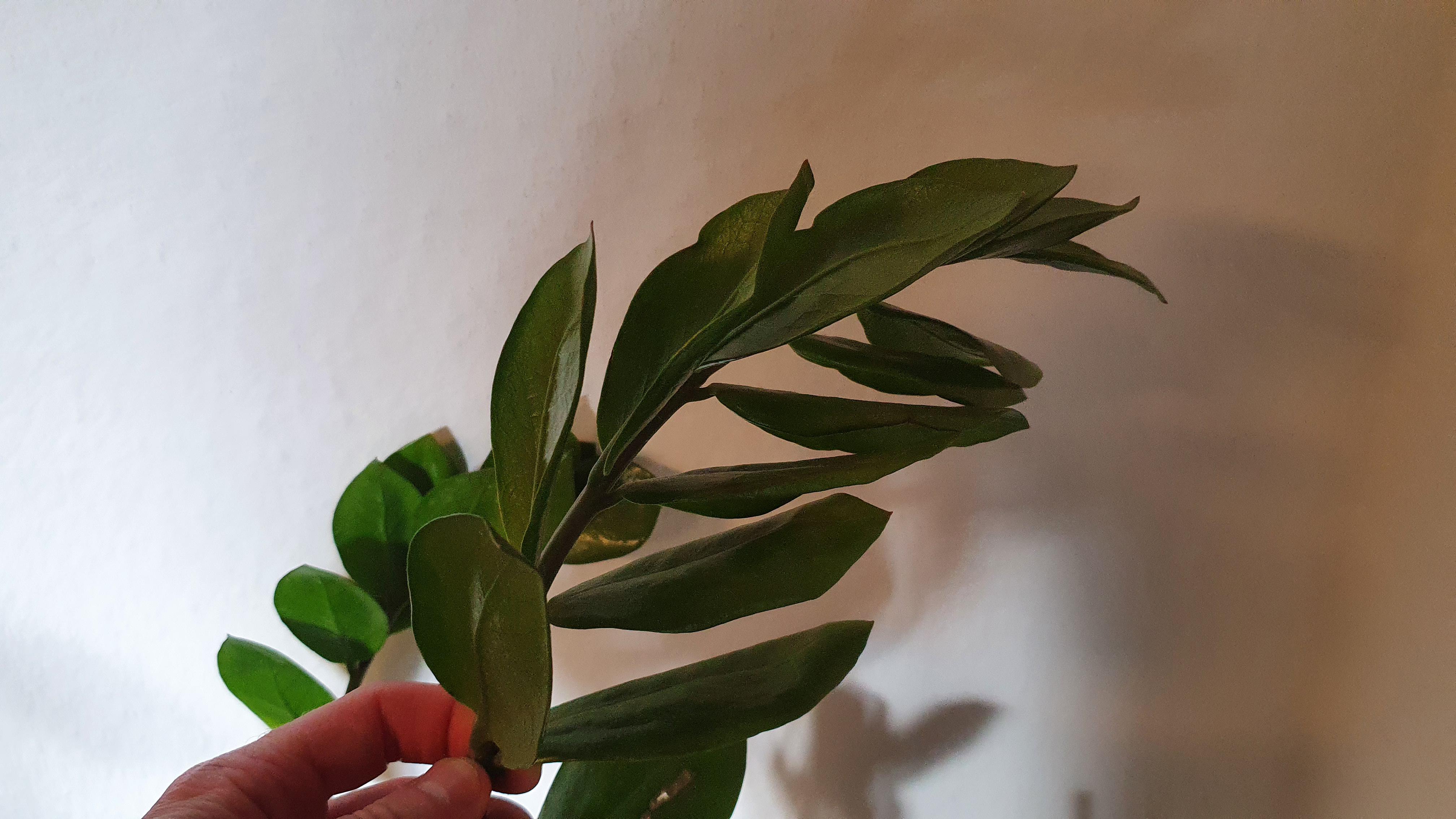 جمع شدن برگ زاموفیلیا