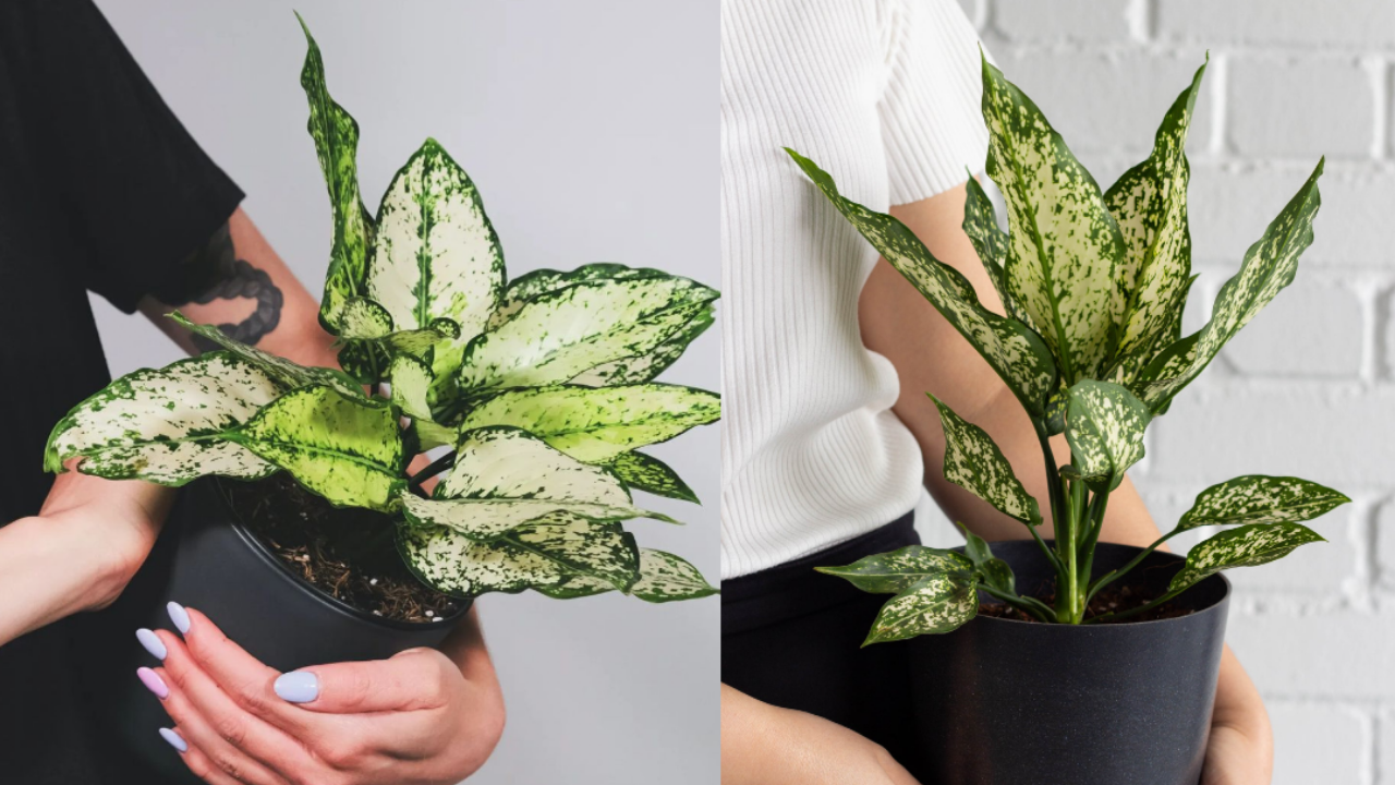 نگهداری گل آگلونما برفی با سینا فتاح زاده