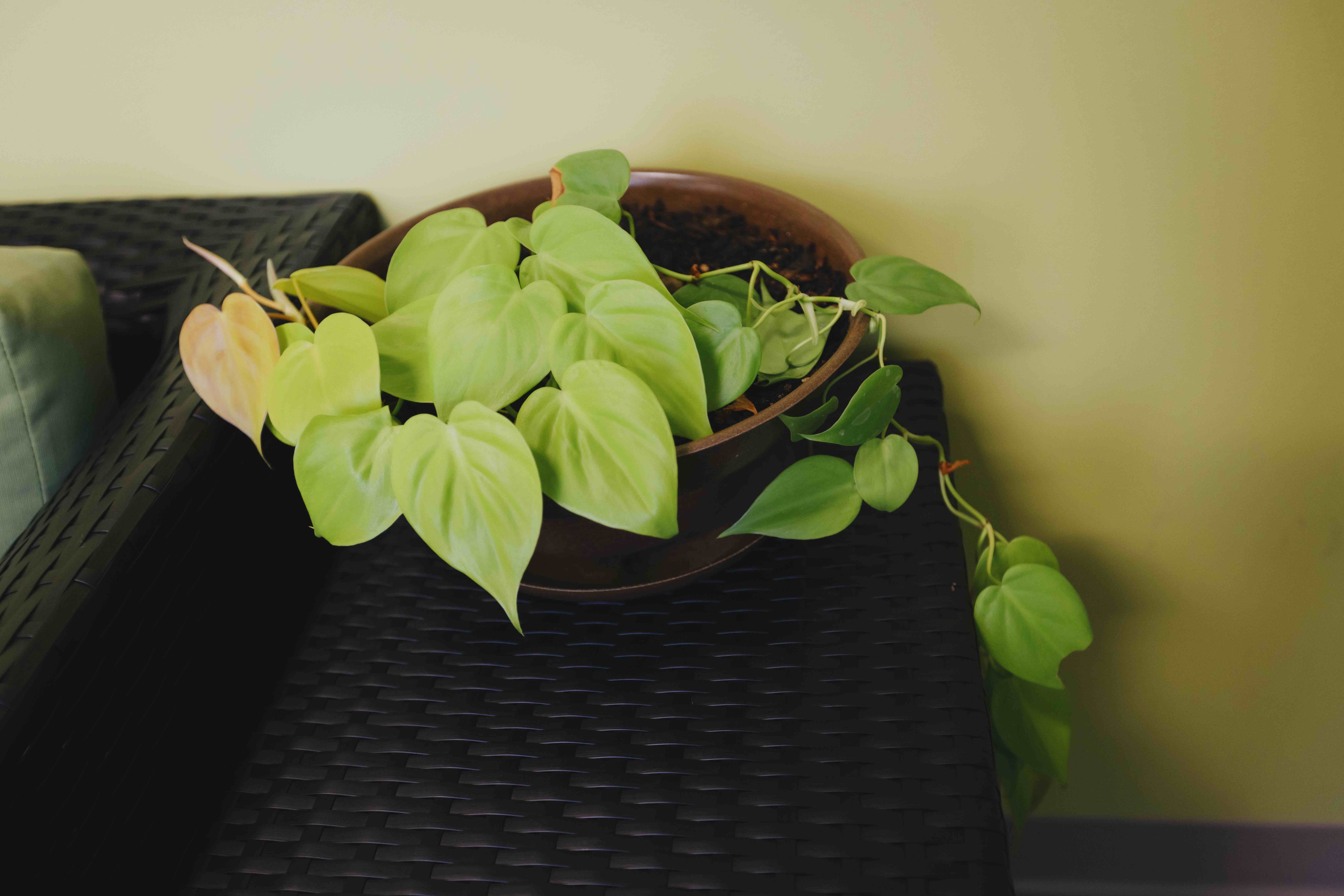 تقویت گل پتوس