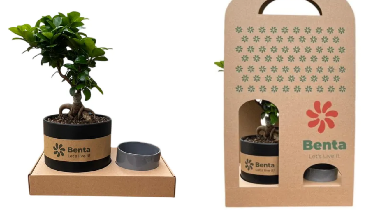 نمونه پک هدیه شرکتی با گیاه بونسای