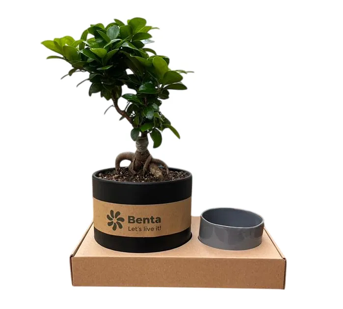 پک هدیه شرکتی بونسای