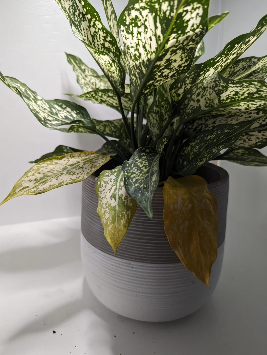 زرد شدن برگ آگلونما از پایین