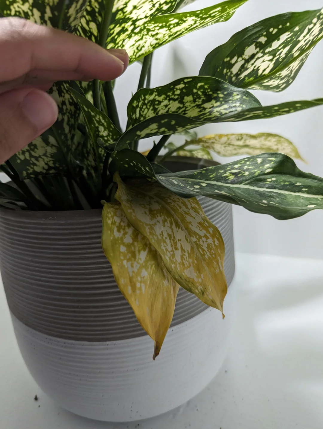 زردی برگ آگلونما از پایین