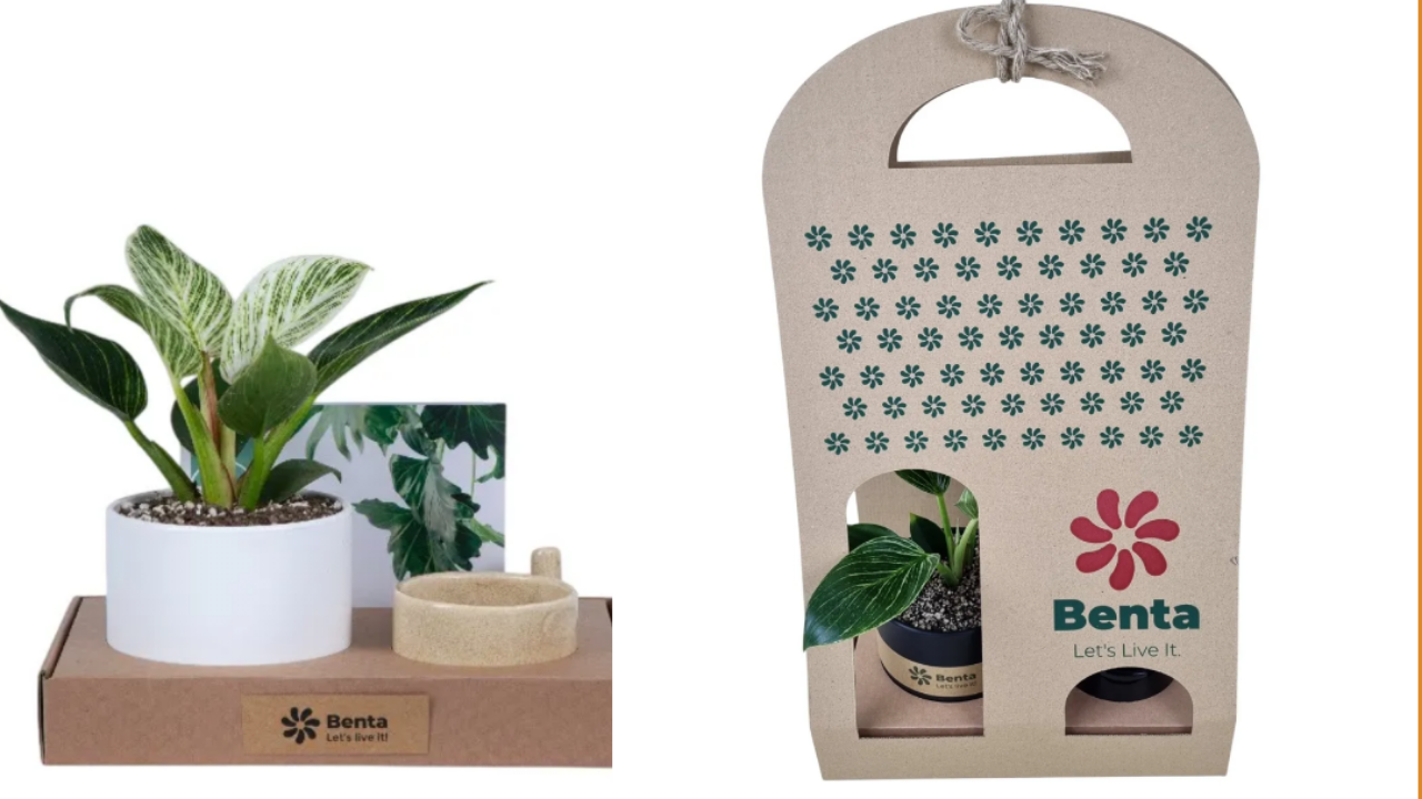 نمونه پک هدیه شرکتی با گیاه برکین