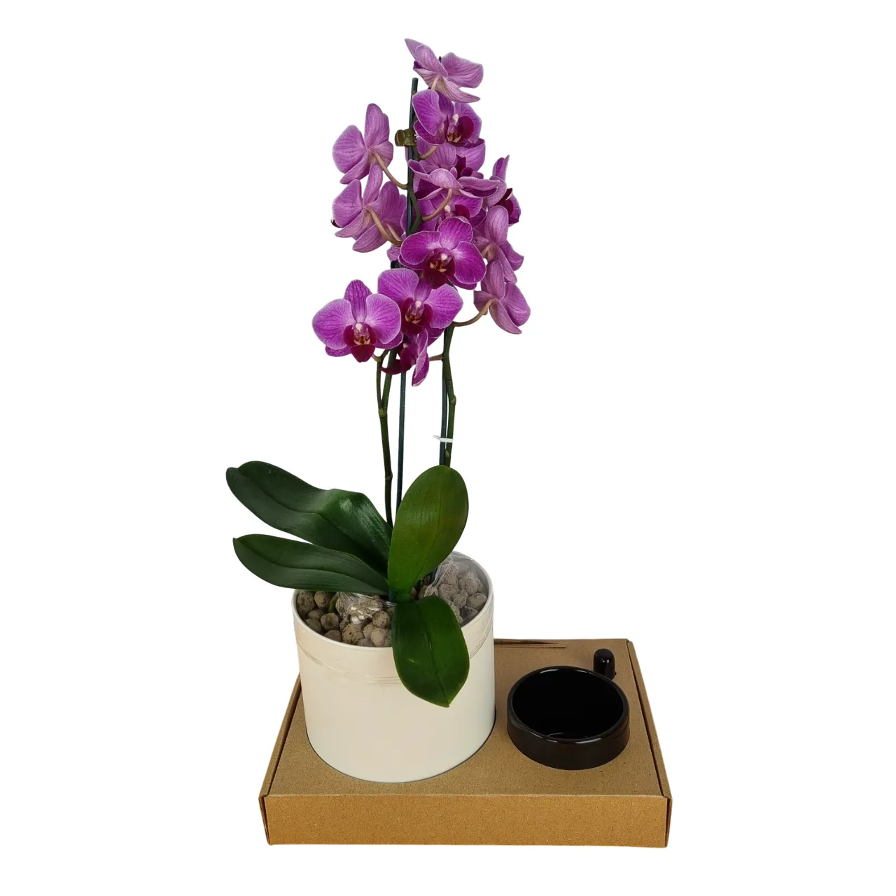 پک هدیه شرکتی با گل ارکیده