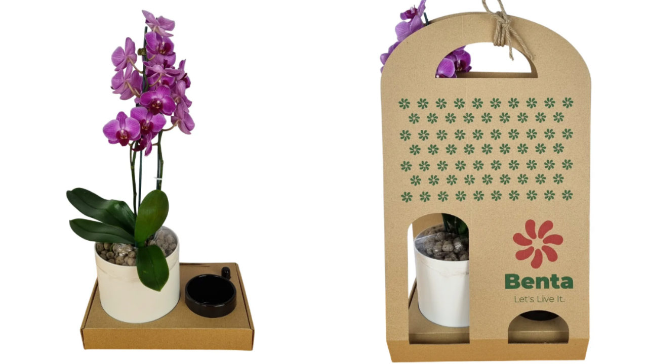 پک هدیه شرکتی ارکیده مینیاتوری بنفش