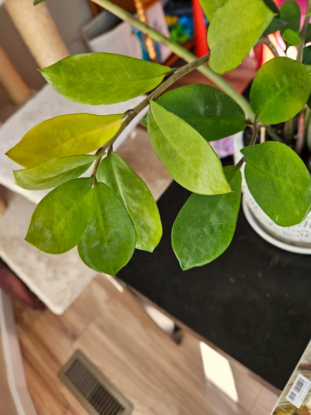 علت زرد شدن برگ زاموفیلیا از بالا