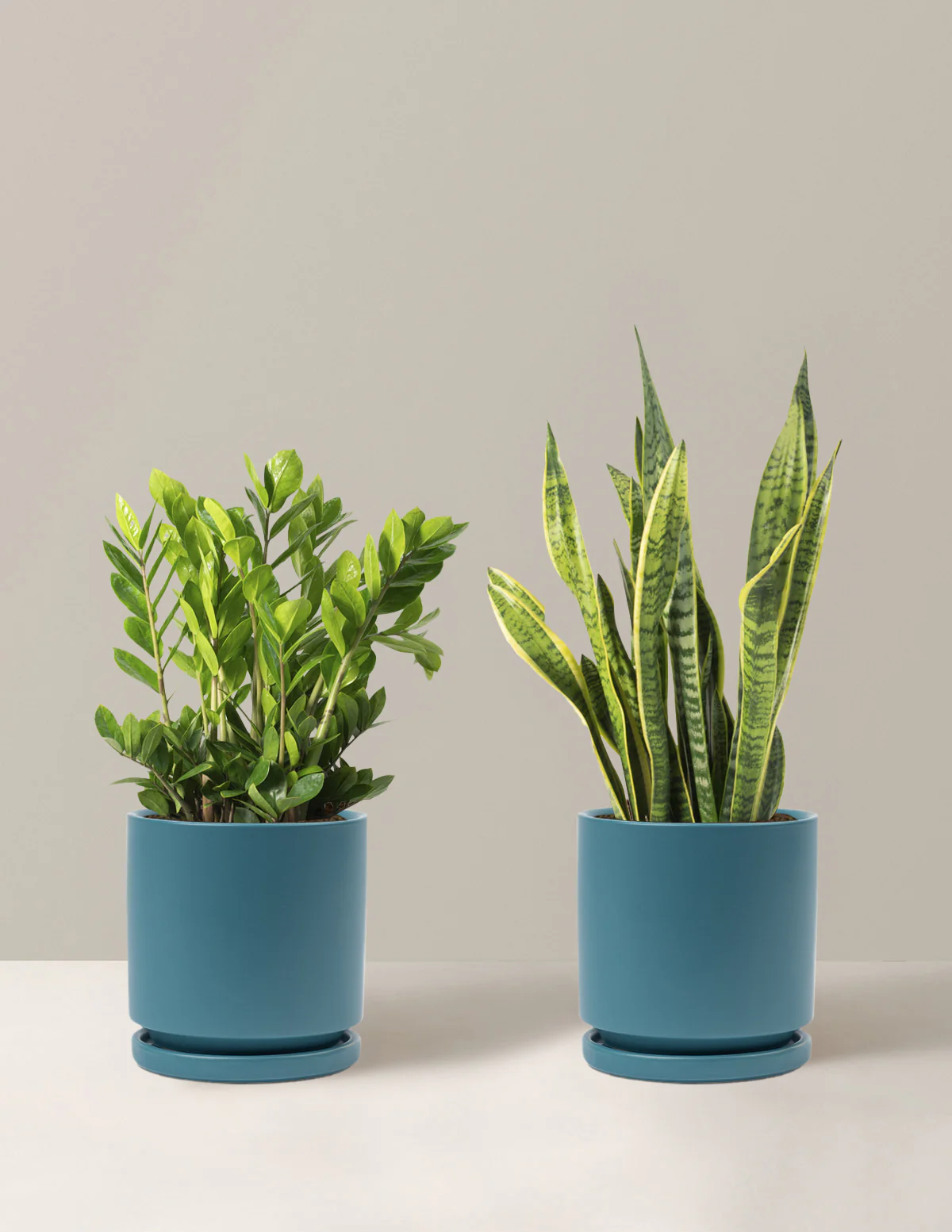 نگهداری سانسوریا و زاموفیلیا