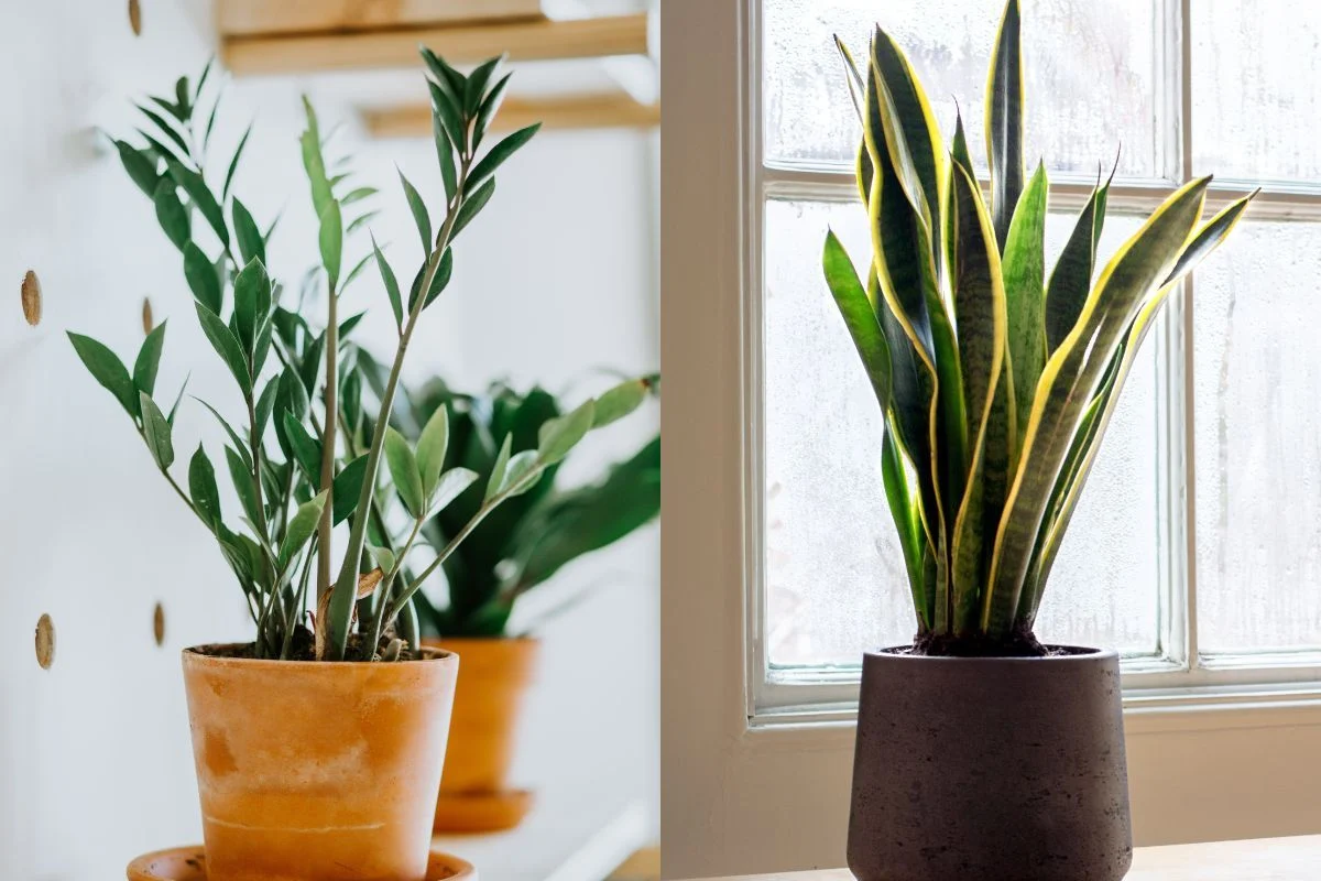 نگهداری زاموفیلیا و سانسوریا