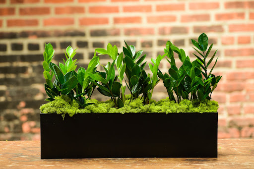 زاموفیلیا نماد مقاومت و سازگاری