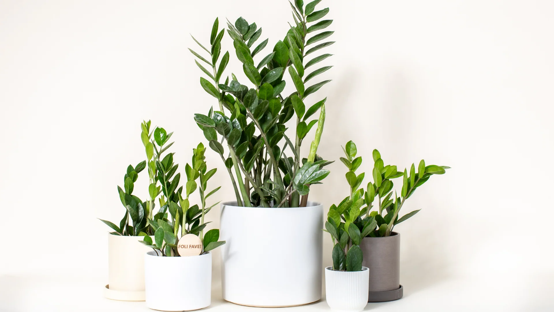 فواید گل زاموفیلیا