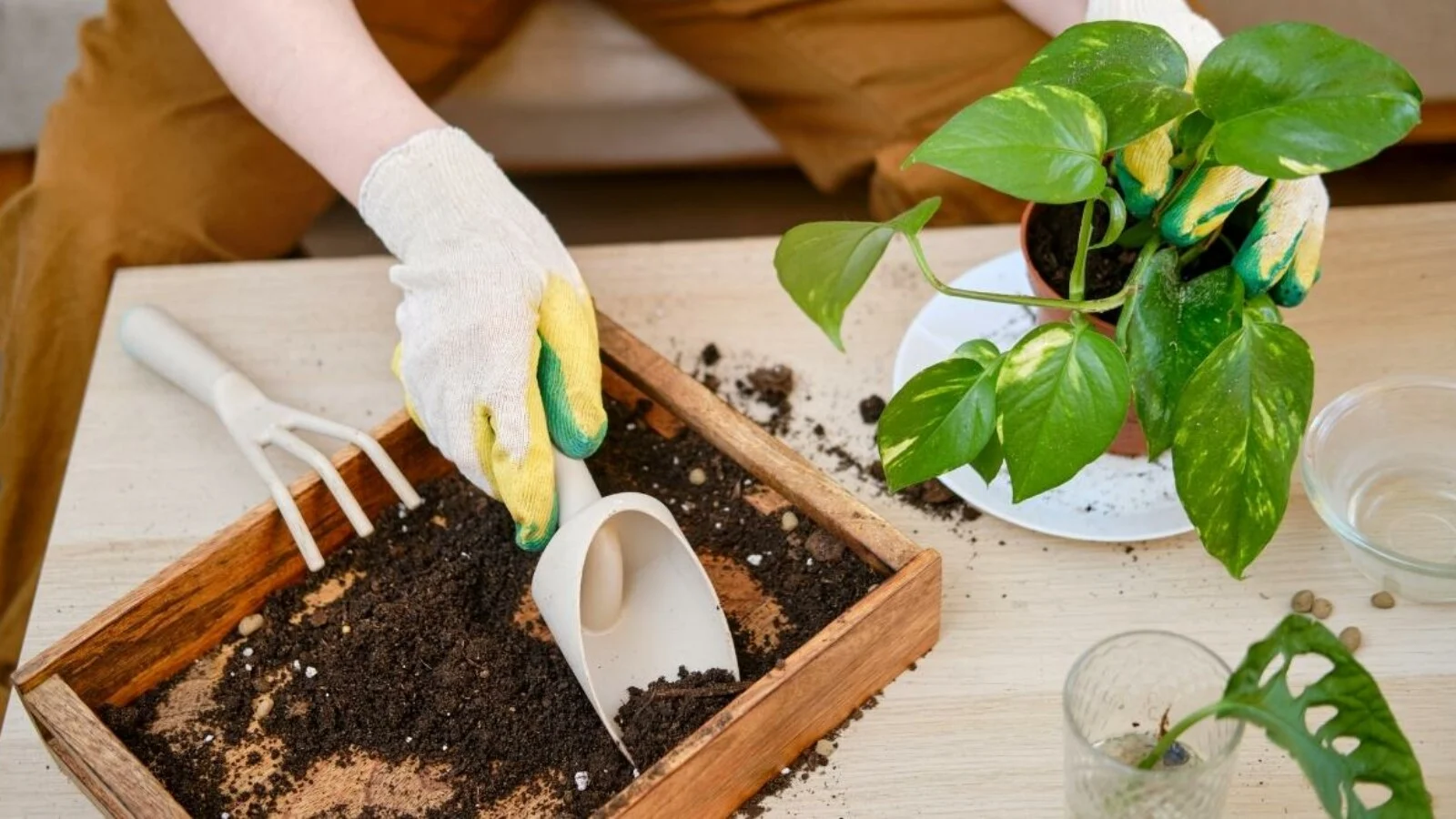 خاک مناسب پتوس