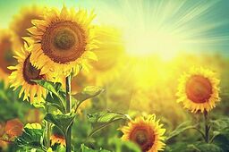 تابستون! چرا ناز می کنی و نمی آیی؟(شعر)