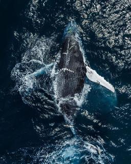 بزرگترین نهنگ دنیا کدام است؟