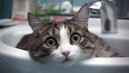 راهنمای شستن گربه ها (بدون استرس)