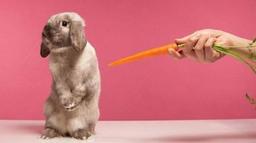 شش نکته که در مورد خرگوش‌ها نمی‌دانید