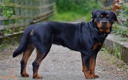 رفتار رو به رویی با سگ را بدانیم