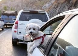 سگ و گربه جزو حیوانات خطرناک محسوب نمی‌شوند/ باید قانونی جامع برای نگه‌داری از حیوان خانگی تصویب شود