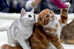 خطرناک‌ترین حیوانات خانگی برای سلامت انسان کدام‌ها هستند؟