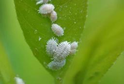 معرفی آفت شپشک آردآلود