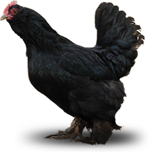 پرورش مرغ مرندی