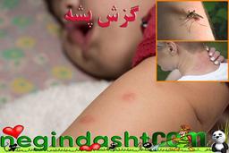 بیماری هایی که پشه به انسان انتقال می دهند؟