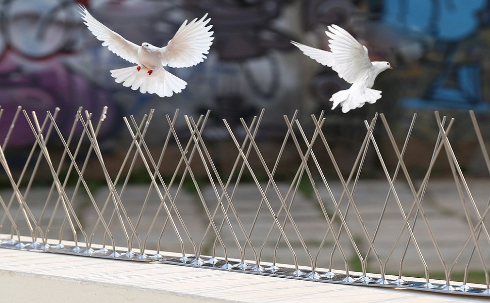 پرنده پران گریز