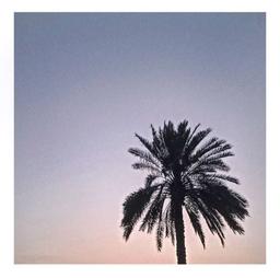 فرهنگ و نخل