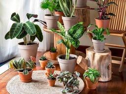 آیا نگهداری گیاهان در ویلاهای شمال ممکن است ؟