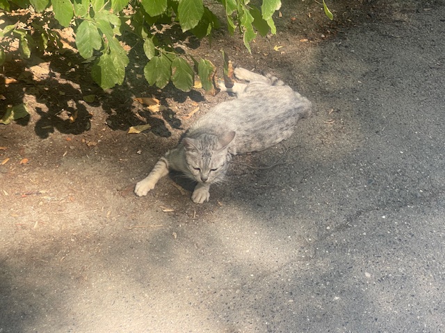 گربه بامزه ای که سر راه توی جنگل دیدم. شبیه یه فرشته بود و همچنین فهمید که من از گربه ها میترسم!