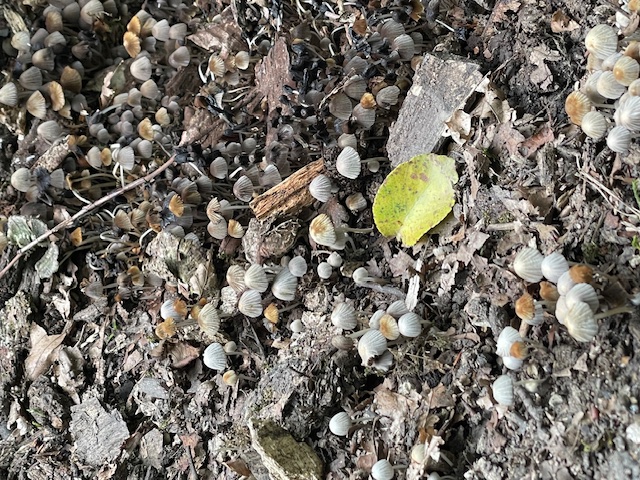 تعدد قارچ هایی که تو یه جنگل دیگه دیدم!