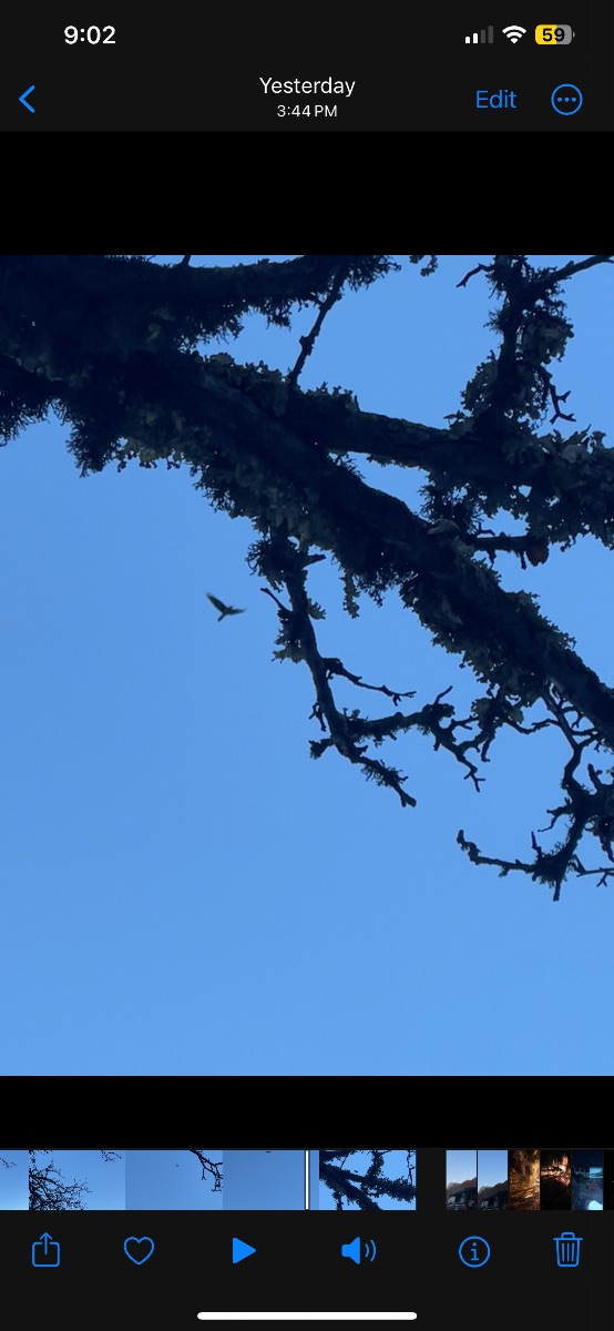 رفته بودیم طبیعت گردی که یکهو یک عقاب یا شاهین یا کرکس دیدیم. ولی شکار نشدیم!