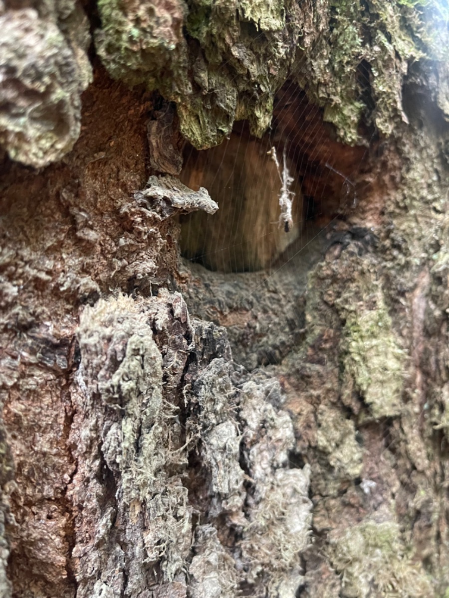 درختی که در سفر باهاش دوست شده بودم.