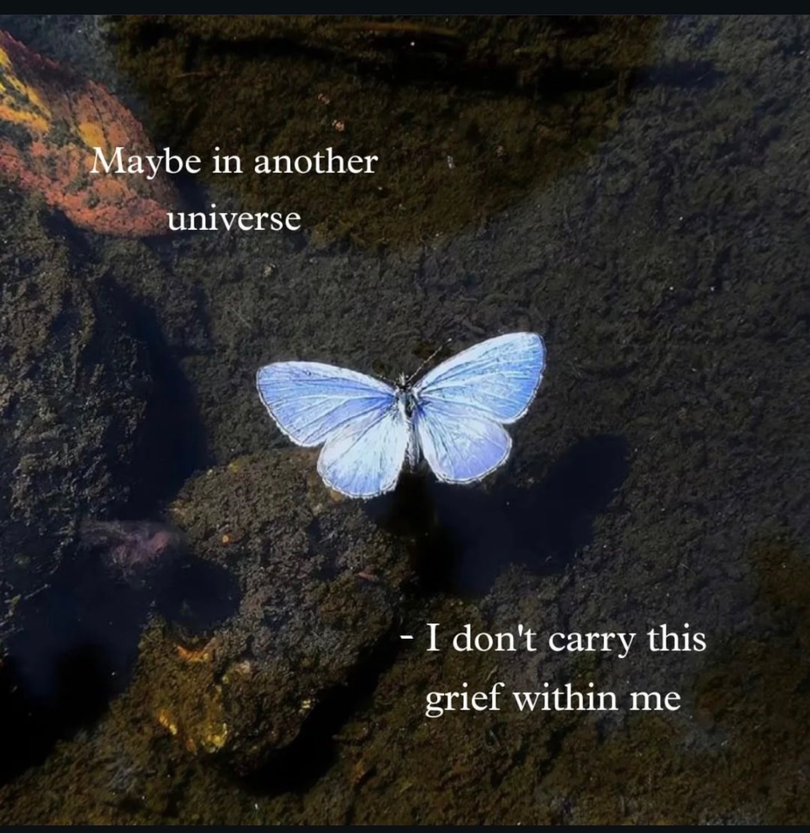 ارزشی که انسان ها برای غم قائل هستند رو هیچ گونهی دیگری قائل نیست. هیچ گربه ای تا اخر عمر به یاد عشق از دست رفته یا مادر مهربانش گریه نخواهد کرد.