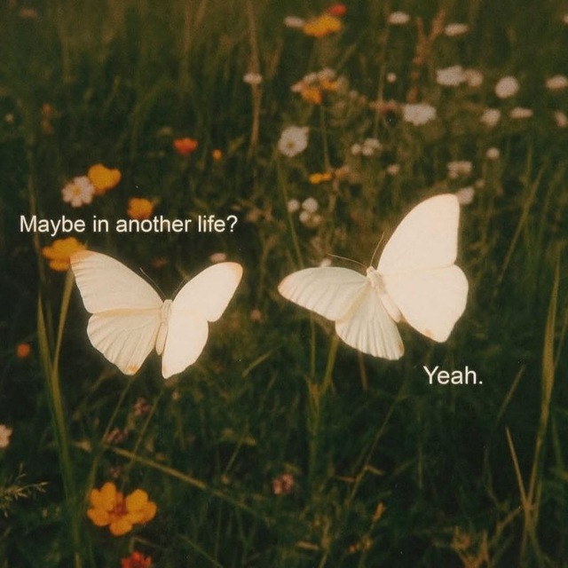 و نسترن ها را در آغوش گرفتی...